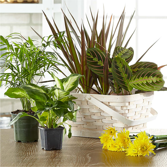 Florist Designed Blooming and Green Plants in a Basket – Dickson Florist, Dickson TN