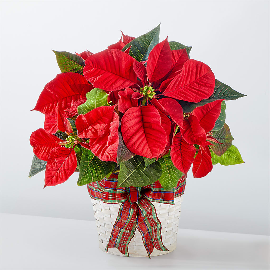 Happiest Holidays Poinsettia – Dickson Florist, Dickson TN