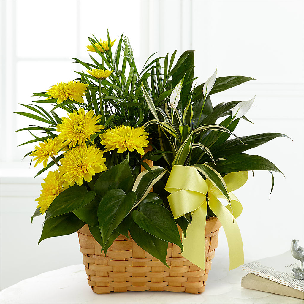 Loving Light Dishgarden – Dickson Florist, Dickson TN