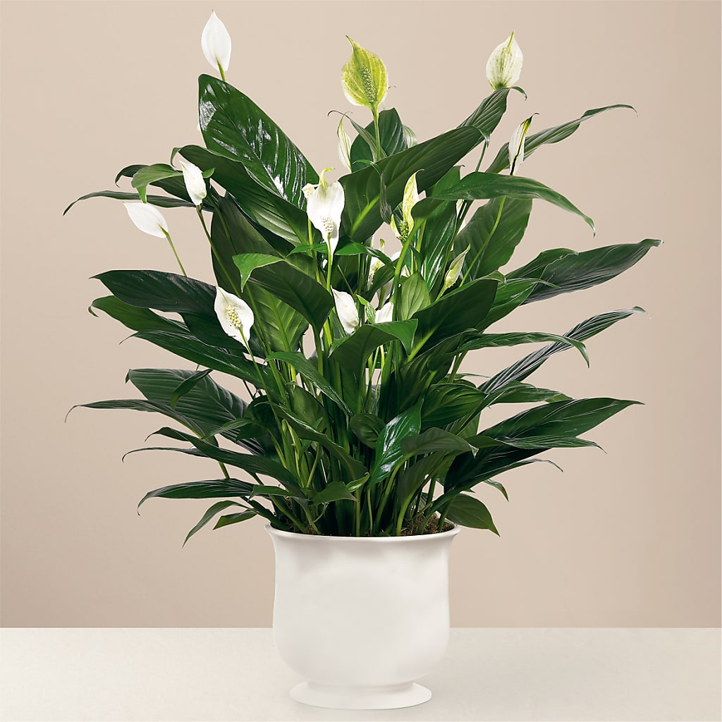 Comfort Planter – Dickson Florist, Dickson TN