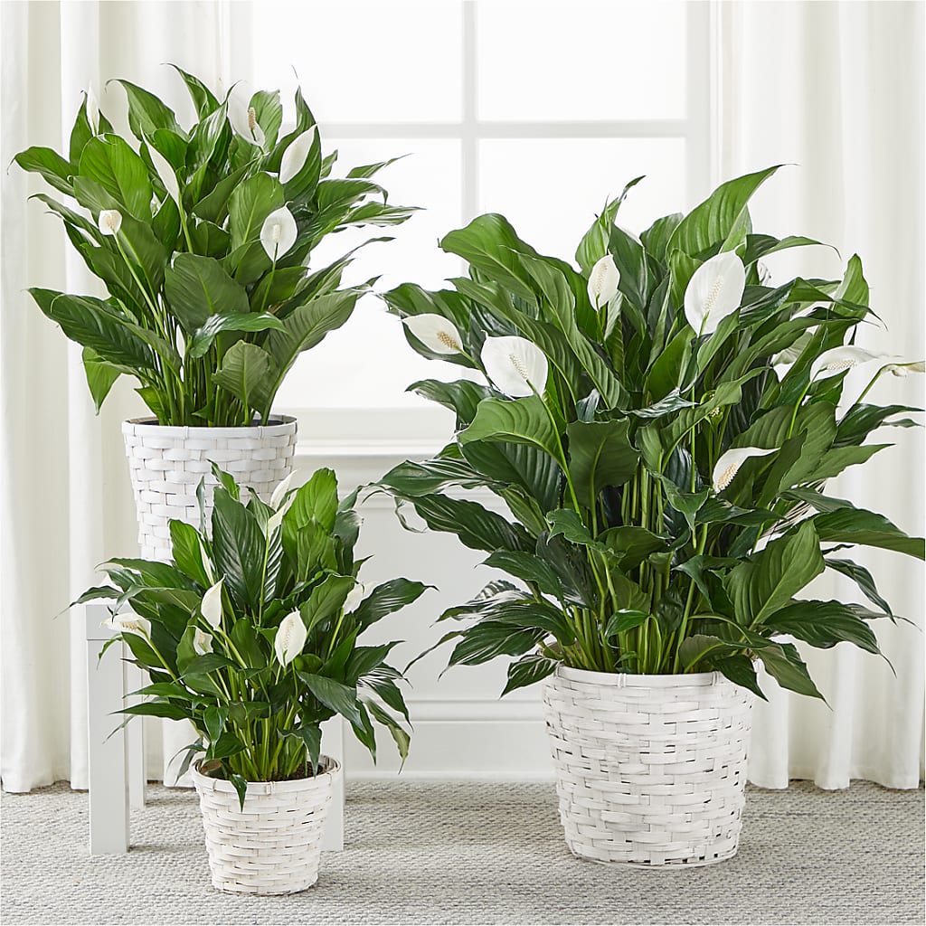 A New Leaf Peace Lily – Dickson Florist, Dickson TN