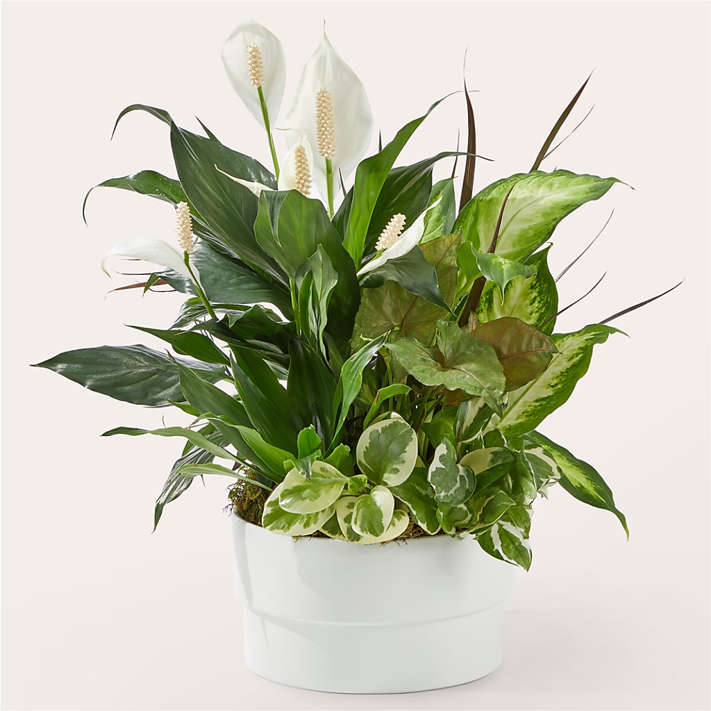 Radiating Positivity Dishgarden – Dickson Florist, Dickson TN