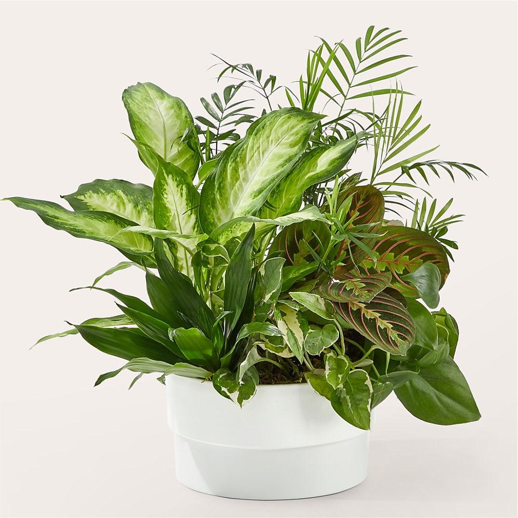 Radiating Positivity Dishgarden – Dickson Florist, Dickson TN
