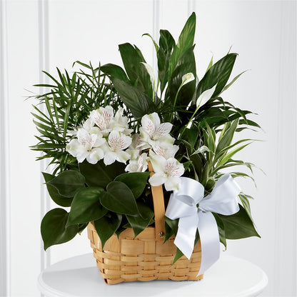 Peace & Serenity Dishgarden –  Dickson Florist, Dickson TN