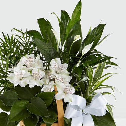 Peace & Serenity Dishgarden –  Dickson Florist, Dickson TN