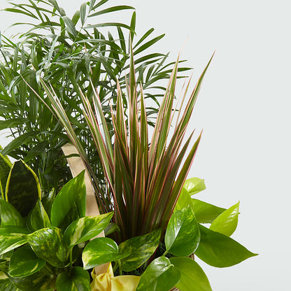 French Garden –  Dickson Florist, Dickson TN