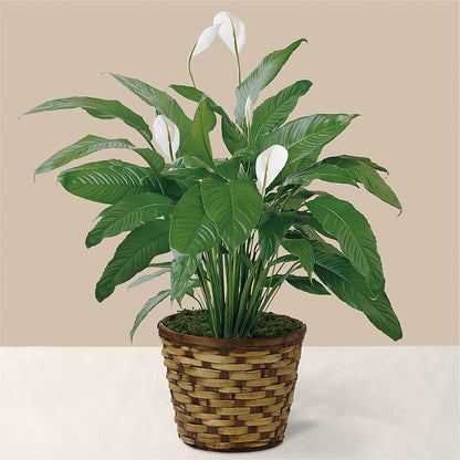 Tranquil Moments Peace Lily Plant –  Dickson Florist, Dickson TN