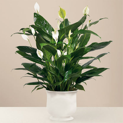 Comfort Planter –  Dickson Florist, Dickson TN