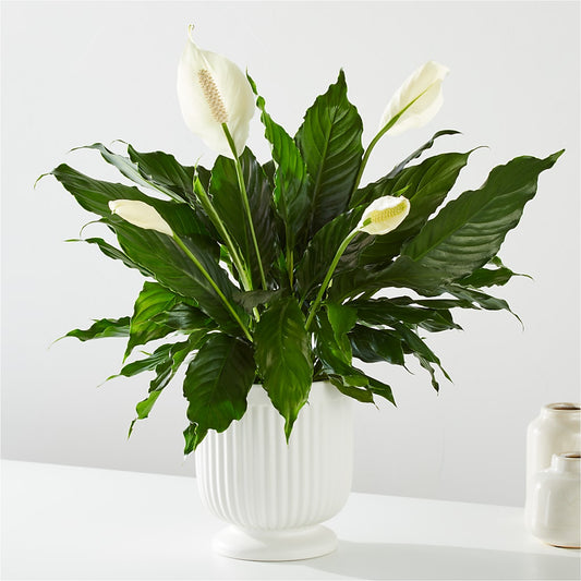 Comfort Planter –  Dickson Florist, Dickson TN